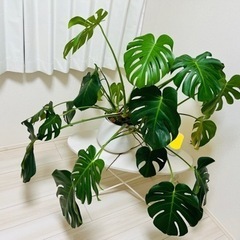 【ネット決済】観葉植物 モンステラ 鉢カバー セット