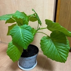 ★ウンベラータ他★観葉植物 まとめて8点★