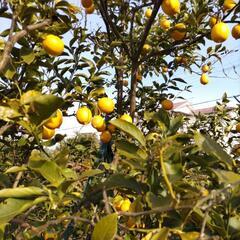 レモン、八朔の収穫と、ジャガイモの植え付け体験 - 羽曳野市