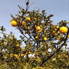 レモン、八朔の収穫と、ジャガイモの植え付け体験の画像