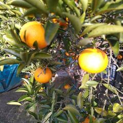 レモン、八朔の収穫と、ジャガイモの植え付け体験 - その他