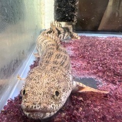 ポリプテルスエンドリ、アンソルギー、デルヘッジ、オルナティー各種