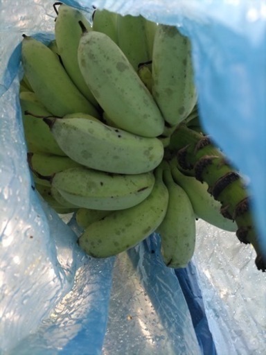 バナナ苗2本！EM栽培ドワーフ90cm以上！沖縄アップルバナナ専門農家直送！