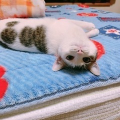 😸人懐っこい美猫ちゃん🥰