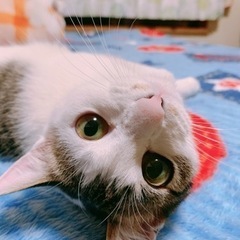 😸人懐っこい美猫ちゃん🥰 - 熊谷市