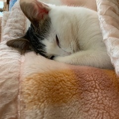 😸人懐っこい美猫ちゃん🥰 − 埼玉県