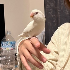 手乗りコザクラインコの里親を探しています　アルビノ　性別不明　5ヶ月