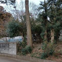 檜の大木です。樹齢は70年ぐらい直径50センチ（目の高さ）位高さ...
