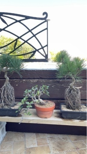 黒松2本 値下げしました！