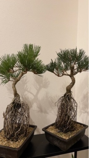 黒松2本 値下げしました！