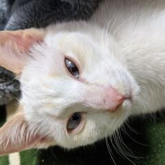 白雄子猫　生後3ヶ月ほど