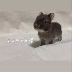 子うさぎ譲渡　　里親決定しました