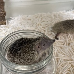 【ブリーダー直売🦔】ヒメハリテンレック【エキゾチックアニマル】 - 愛知郡