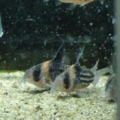 コリドラスコルレア5匹セット