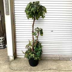 観葉植物 人工 樹木  造花 　高さ162cm　　訳あり格安価格!！