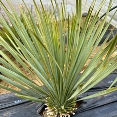 ロストラータ 45cm