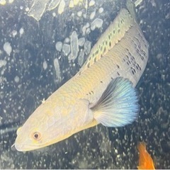 チャンナメラノプテルス、セネガルス、エンドリケリー、セルフィンプレコ チャンナメラノプテルス、セネガルス、エンドリケリー、セルフィンプレコ