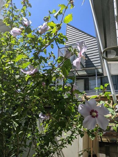 ふよう　植木　ガーデニング　花