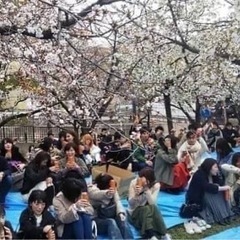 🌸3月＆4月に毛馬桜之宮公園でお花見しましょう☺️