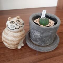 観葉植物　サボテン　ルリカブト　鉢カバーつき