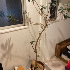 【約170cm】観葉植物ゴムの木