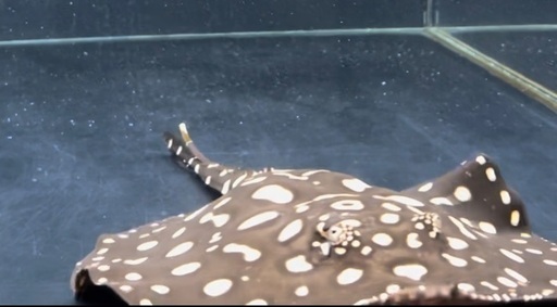 熱帯魚　淡水エイ
