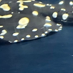 熱帯魚　淡水エイ