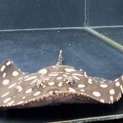 熱帯魚　淡水エイ