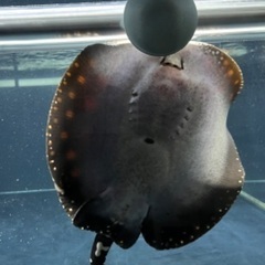 熱帯魚　淡水エイ