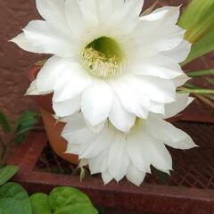 多肉植物　丸サボテン花盛丸　エキノプシス属　白い大きな花　5個セット