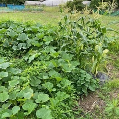 軽作業　草刈り　灌水　薬剤散布　片付け