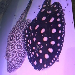 ダイヤモンドポルカ 胎盤約30センチ