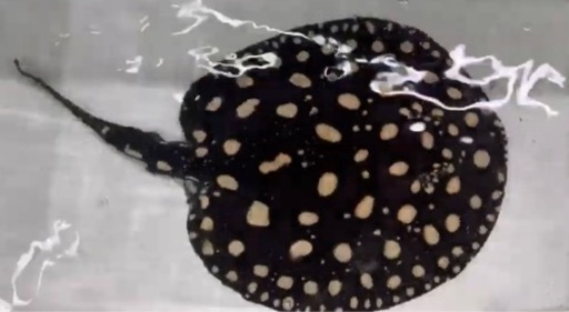 ダイヤモンドオス胎盤約12cm Yahoo!オークション -「ダイヤモンドポルカ」の落札相場・落札価格