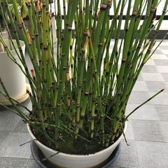 とくさ　観葉植物