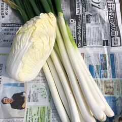 ＊新鮮野菜＊　ネギ7本　白菜のおまけ付