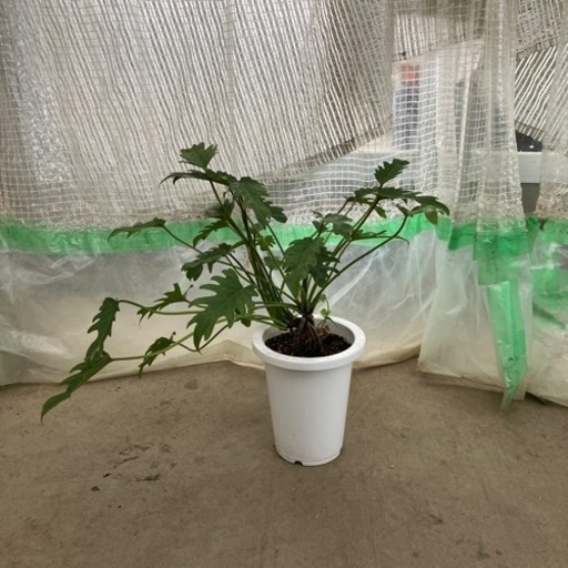 観葉植物　クッカバラ