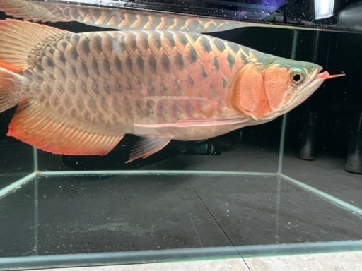 マレーシア産 アロワナ スーパーレッド ウルトラショート 42cm±
