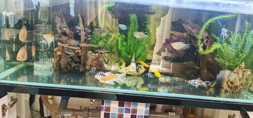 糞まで回収 アクリルガラス水槽 アクリル 三重管 四重流し