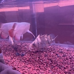 ダトニオプラスワンショートボディー