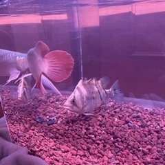 ダトニオプラスワンショートボディー