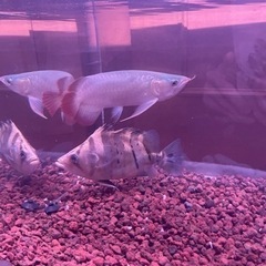 ダトニオプラスワンショートボディー