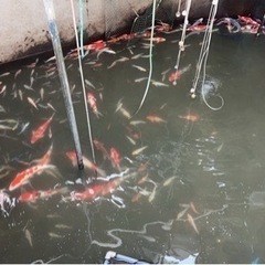 熱帯魚の餌用　爬虫類の餌用　錦鯉