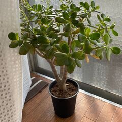 ラッキー風水室内観葉植物