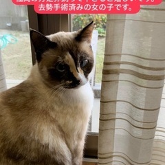 福岡県で猫を飼ってくれる方を探しています。