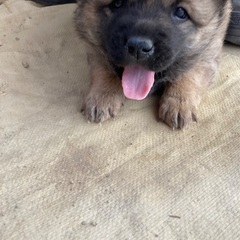 狩猟犬のメスの子犬