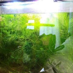 熱帯魚用の水草