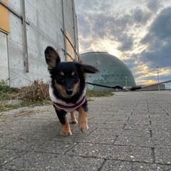 犬友さん募集🐶