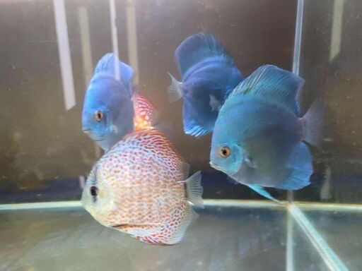 ディスカス&水槽セット ディスカス&水槽セット
