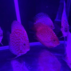 初心者の方「熱帯魚の王様ディスカス」を飼ってみませんか
