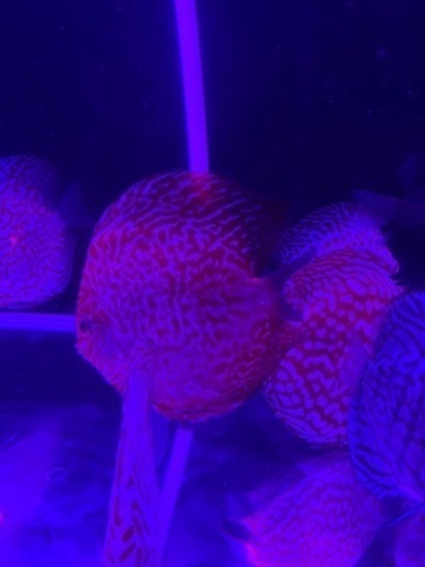 初心者の方「熱帯魚の王様ディスカス」を飼ってみませんか